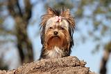YORKSHIRE TERRIER 216